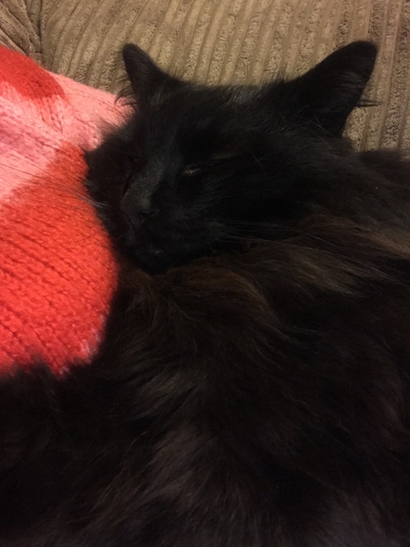 Happy National Black Cat Day.