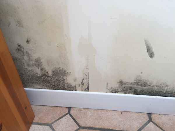 Mould on conservatory wall