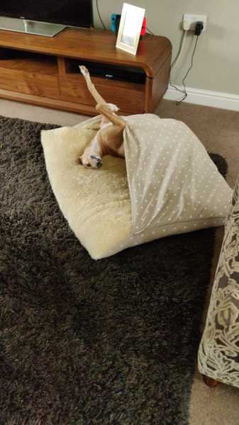 Dog cave bed - any recommendations?