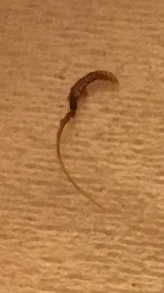 Look what DH and I just extracted from each other!!