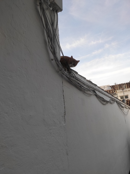 Holiday Kitties with friends