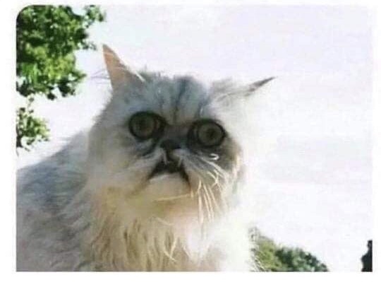 WIBU to move house because of this cat?