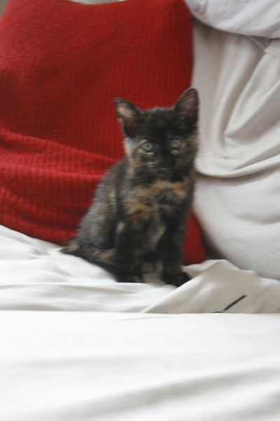 Please save me and my kitten from a lifetime of embarrassment: names please!