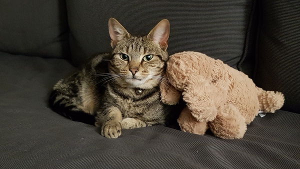 Westminstenders: Pro Rogues