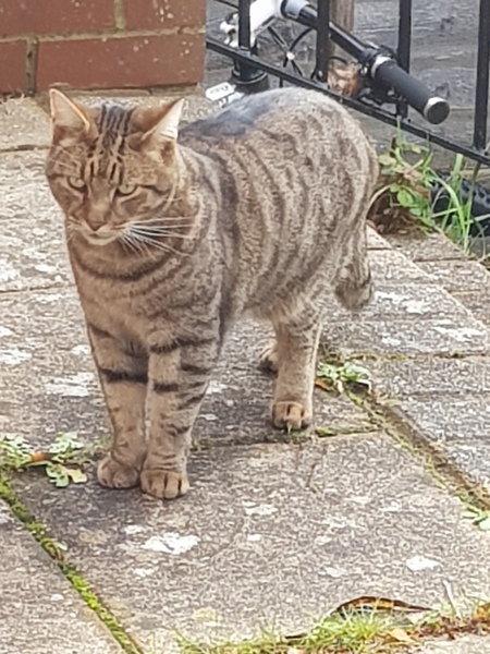 Next door's -thug- cat