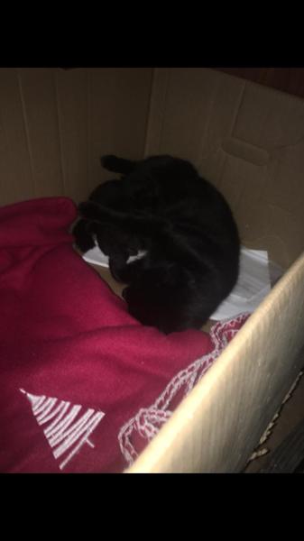 kittens found in garden, what to do?
