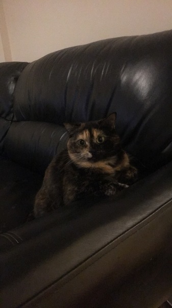 So angry and sad at my friends cat being kicked to death (TRIGGER WARNING: WILL UPSET YOU ALL)