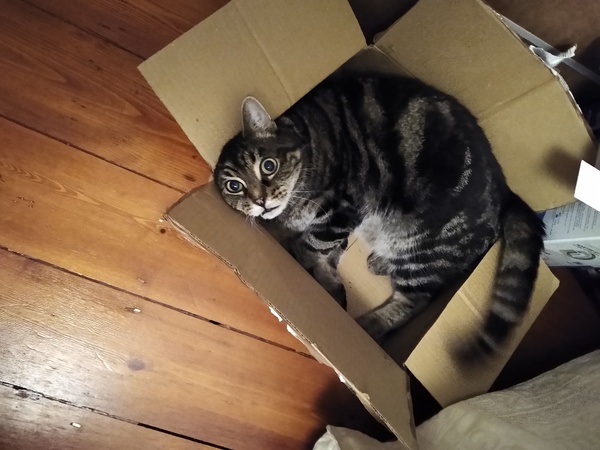 How did you chose your cat?!