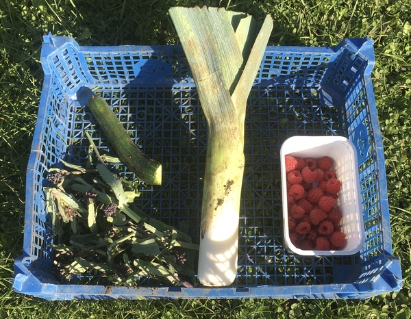 Allotment/Veg Patch Thread 14 ! growing into summer