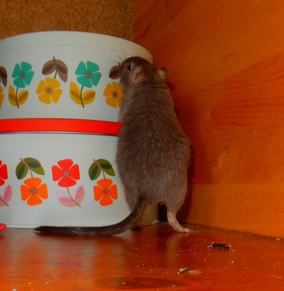 Really weird gerbil mystery