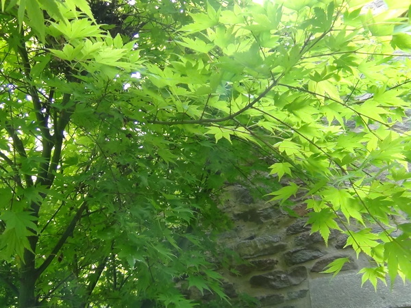 The Reconciliation Cafe