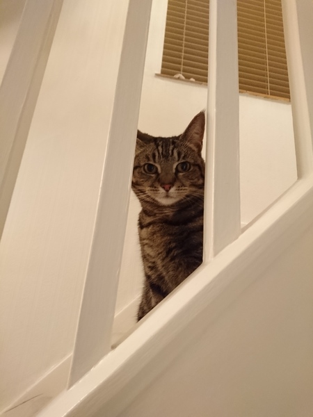 Westminstenders: Pro Rogues