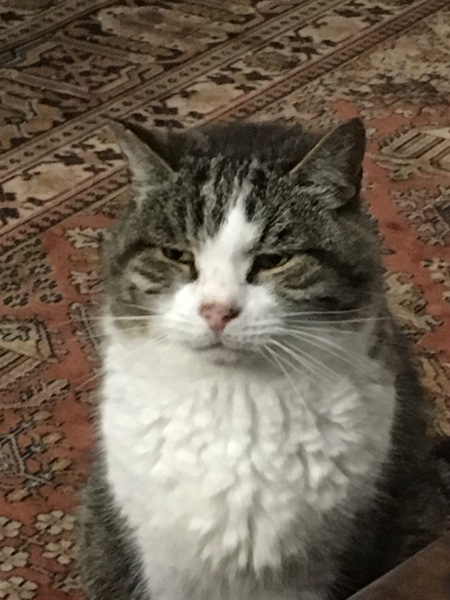 Westminstenders: Showdown