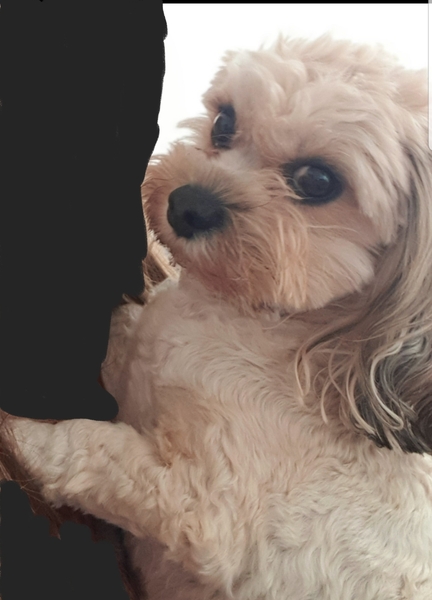 To ask you not to forget this about your dog...