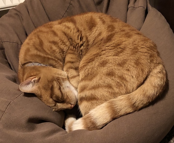 Cat ate a mouse whole, seems to be feeling rough!