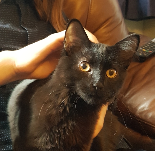 Westminstenders: Another day of fear and toil