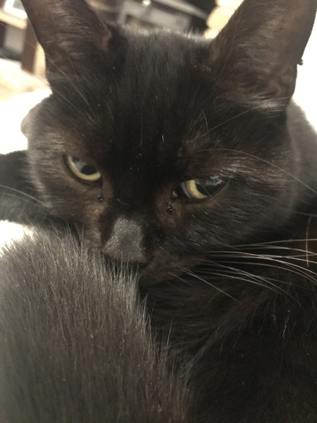 Westminstenders: DUP says no