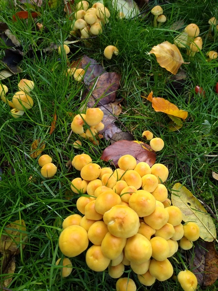 Name that fungus!