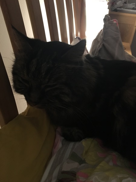 Cat keeps sneezing - vet?