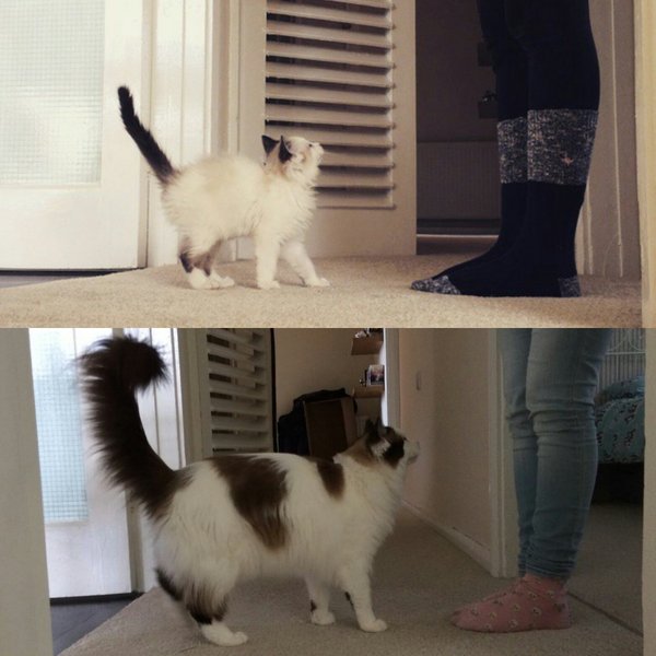 Anyone fancy doing a ragdoll 'then and now' thread?