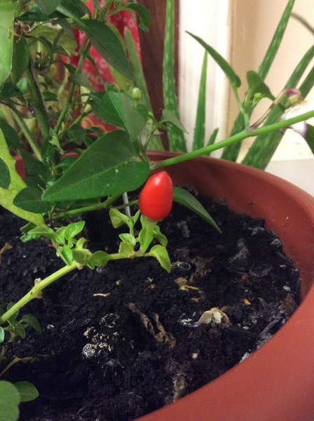 Can you id my chili plants?