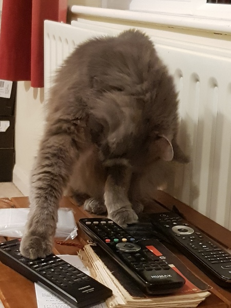 What's your DCat up to today? (Thread 7!)