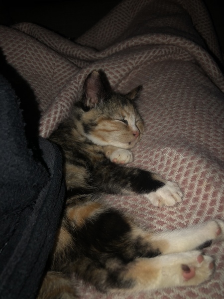 Help! Stuck under a sleeping kitten..