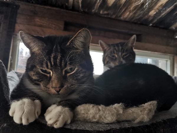 We're adopting sibling rescue cats this weekend...what do i need to know?