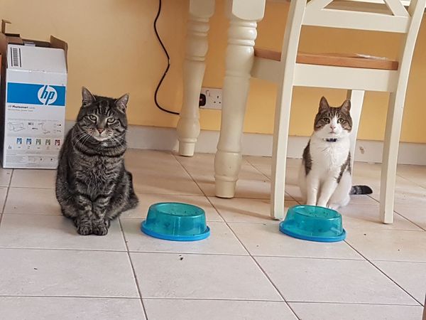 Does your cat (or any cat) know words?