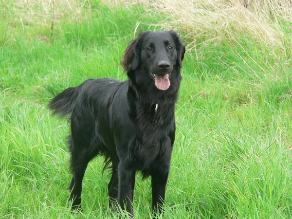 To ask you all your favourite dog breeds?