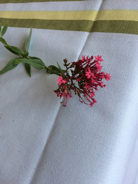 Does anyone have a name for this plant?