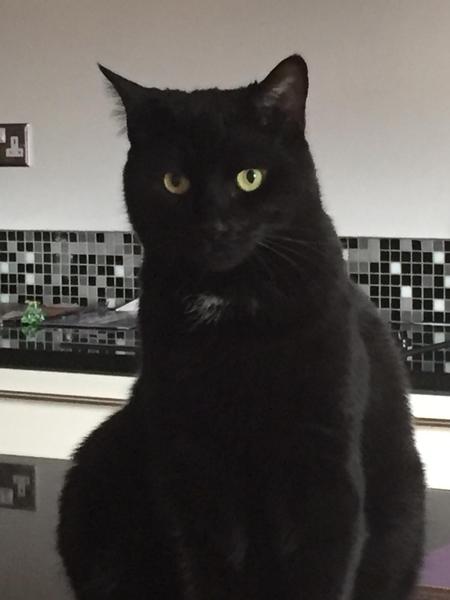 I'm a masochistic submissive and live with my sadistic Sir. AMA