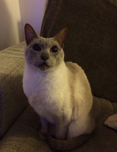 Westministenders: Sub-Prime Minister at large