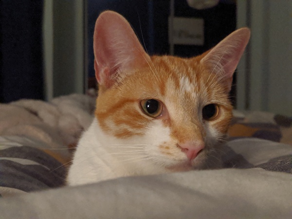 What makes your cat Quirky