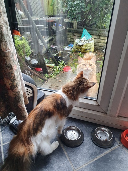WIBU to move house because of this cat?