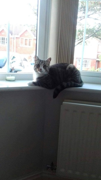 Not sure what to do with this lovely little cat...help!