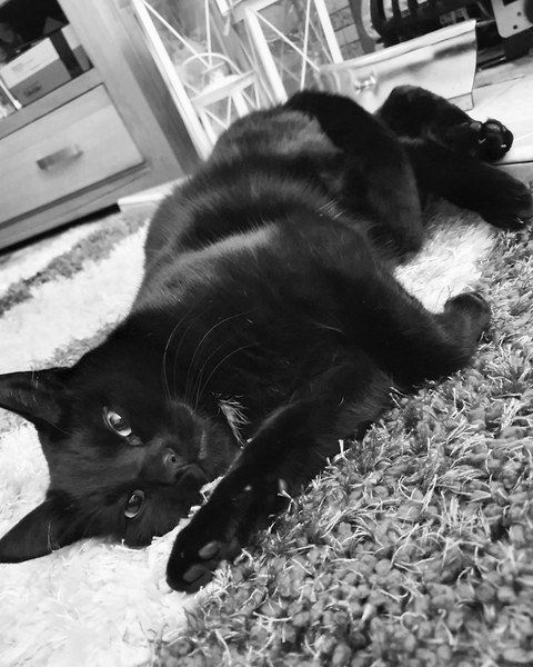 Happy National Black Cat Day.