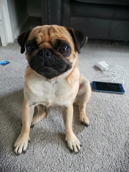 Dogs and Halloween KNOCKING