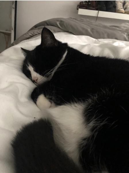 Does your cat have a memory?
