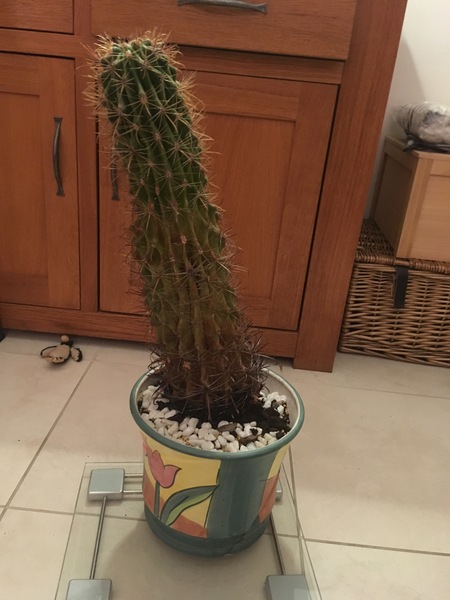 How to repot this bruiser of a cactus so it doesn't lean