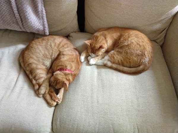 How has your pet brought joy to your life?