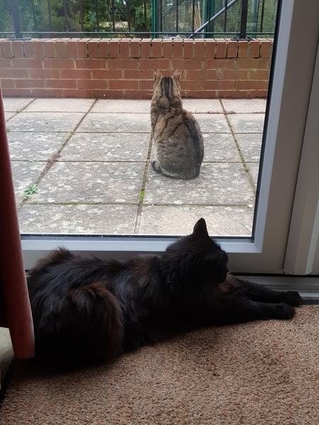 Next door's -thug- cat