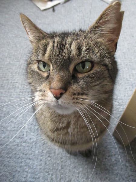 Westministenders: Slow News Fake News