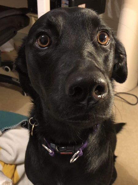 How has your pet brought joy to your life?