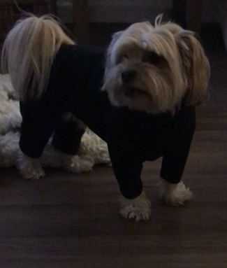 Small Dog Onesie