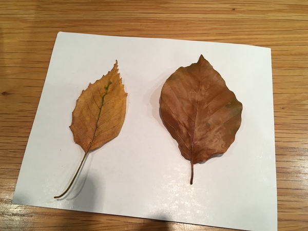 What is this leaf?
