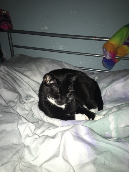 Meet my foster kitty