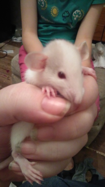 Omg what to do - massive RAT!