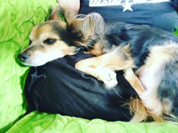 To ask you not to forget this about your dog...