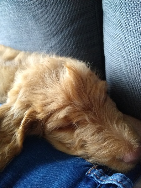 Puppy Support Group 2